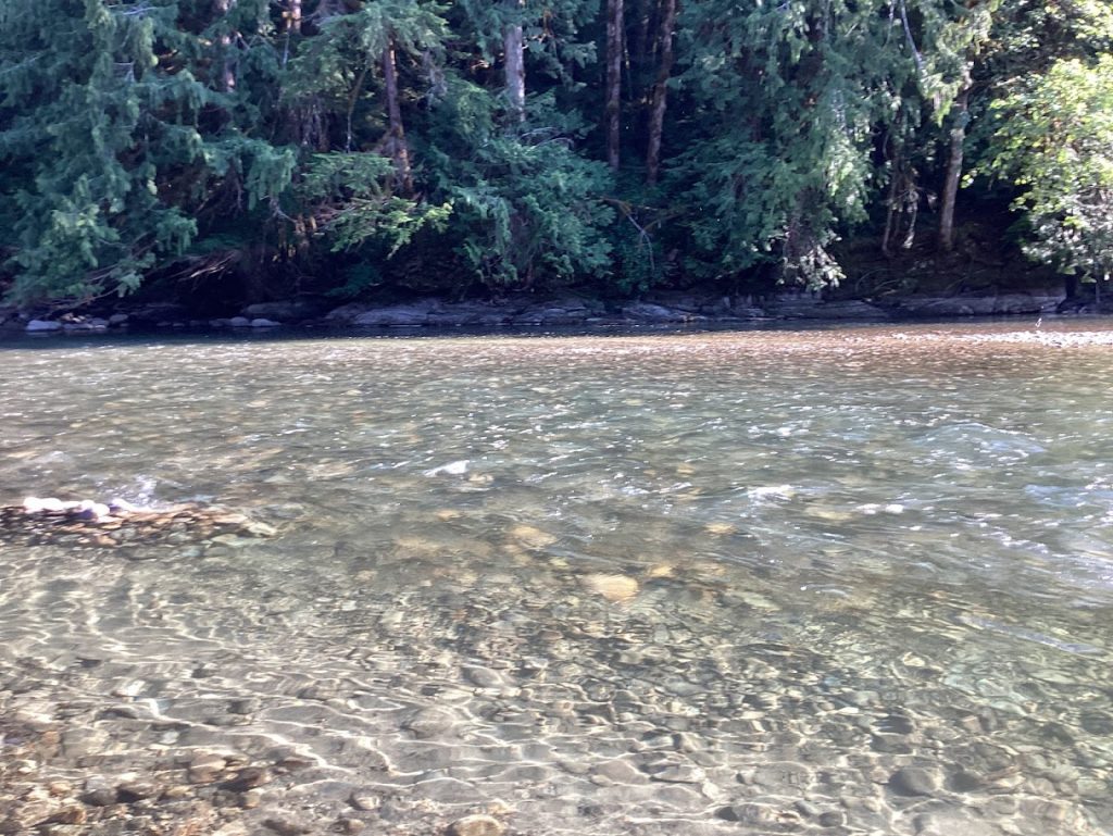 Sunlight reflecting on the clear, shallow water of the Cowichan River with a lush green forest in the background.