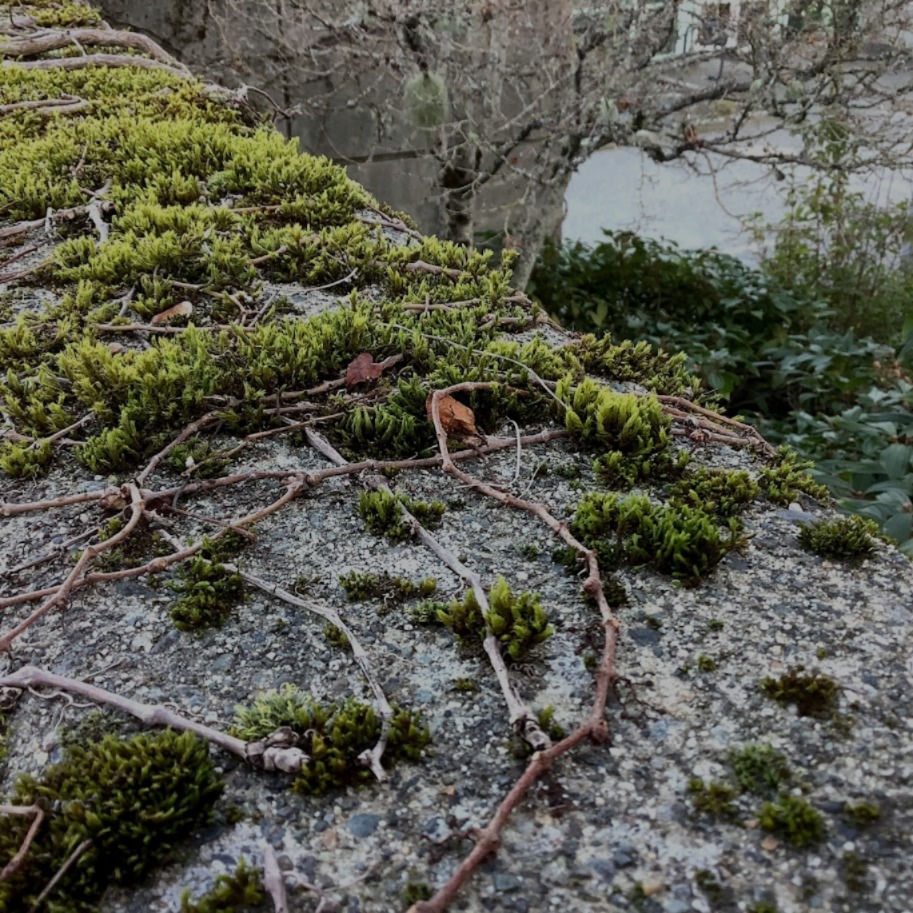 A close-up of a moss-covered stone wall in the Cowichan Valley, representing a solid foundation for digital marketing strategy.